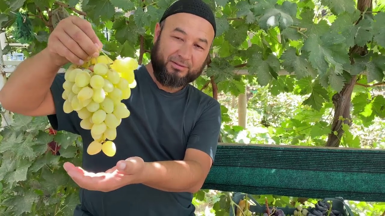 Узум турлари- Приображение, Эверист, Ландиш, Кизил хусайни, Роза красная, Аватар, Красава 