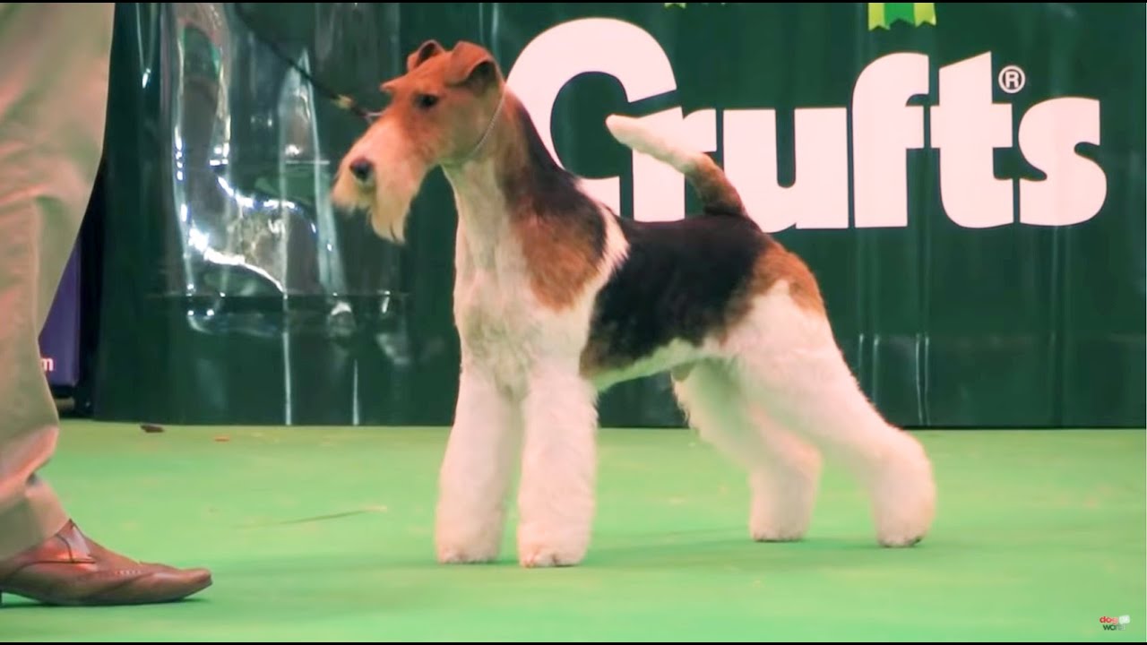 fox terrier king