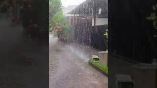 Soft Rain #rain #rainsunds #nature #shorts screenshot 1