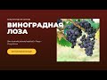 Богослужение 29.05.22 — Церковь «Виноградная лоза»