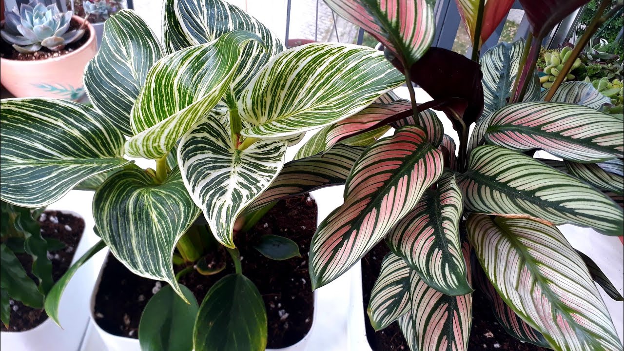 Dua Çiçeği (Calathea)dikimi ,bakımı özellikleri.