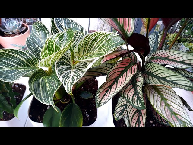 Dua iei (Calathea)dikimi ,bakm zellikleri. - YouTube