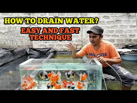 Video: Aling Aquarium Ang Dapat Mong Ilagay Sa Iyong Goldfish?
