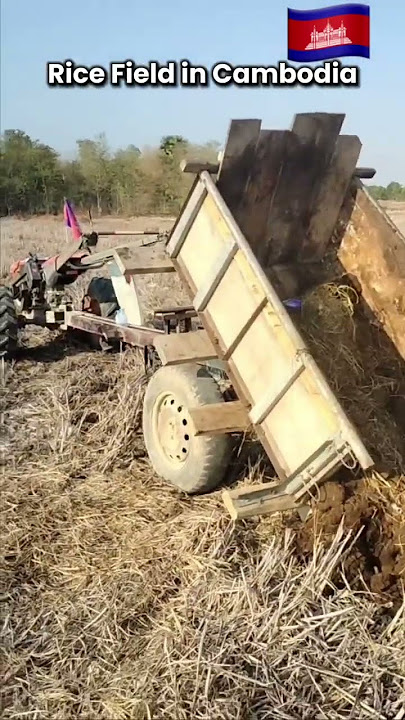 Transport cow stung to rice field in Cambodia