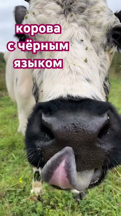 Корова с чёрным языком. #cow #cowvideos #корова #animal #животные # ...