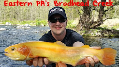 Trout Fishing Pennsylvania's Brodhead Creek