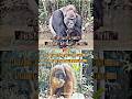 Gorilla vs Orangutan #wis #wisedit #1v1 #apes #gorilla #orangutan #primates