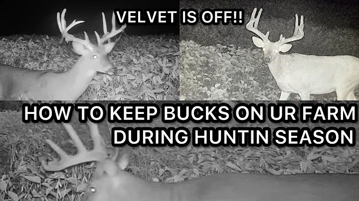 HOW TO KEEP BIG BUCKS ON UR FARM DURING THE DEER HUNTING SEASON