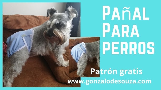 DIY Calzon o Braguitas para PERRITAS en CICLO I Lorentix 