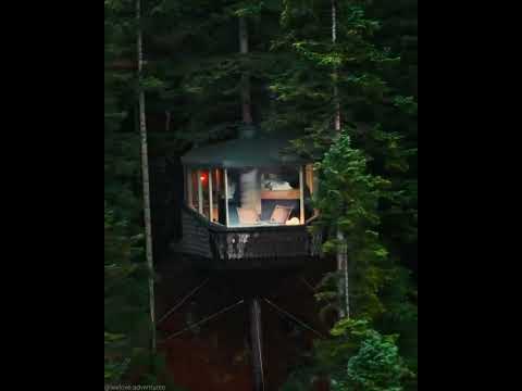 A perfect treehouse