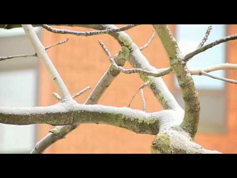 Video: Vinter i Spanien: Väder- och evenemangsguide
