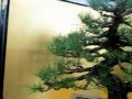 盆栽　松　つつじ　　花　　梅　　bonsai