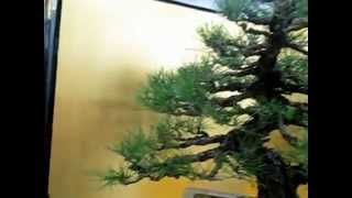 盆栽　松　つつじ　　花　　梅　　bonsai