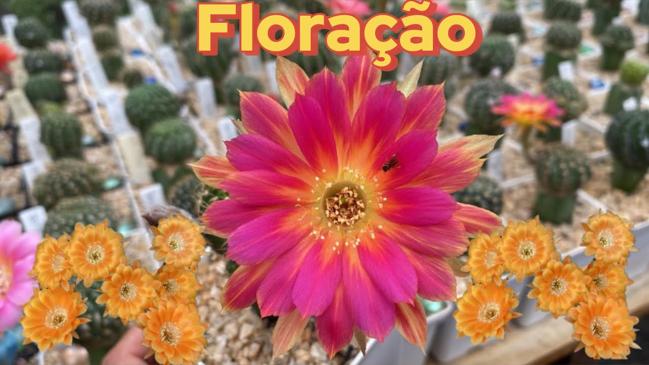 Mais flores lindas pra todos vocês ❤️#CACTOS#FLORES