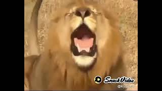 Download Lagu Singa minta thr MP3