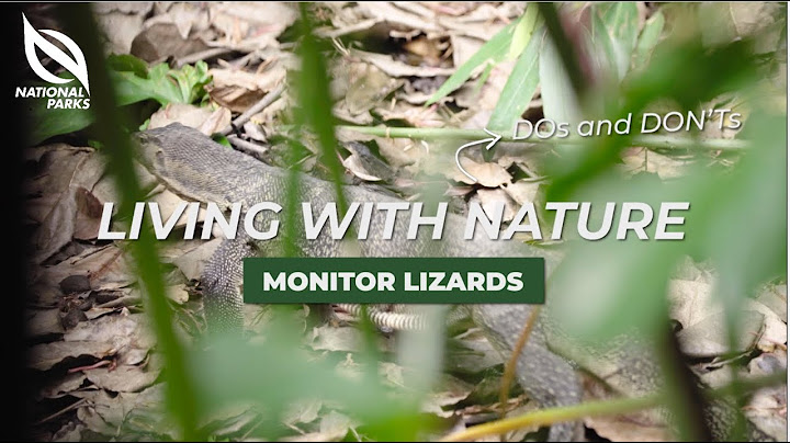NParks Wildlife Advisory Video - Monitor Lizards