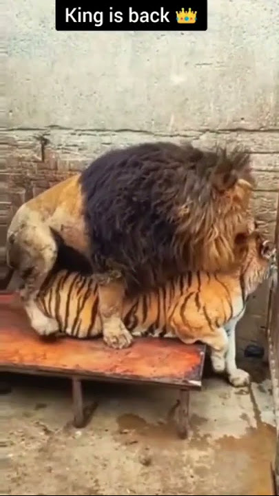 lion mating with female tiger 🤔🙄