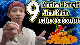 9 Manfaat Kunyit Kunir Untuk Burung Perkutut