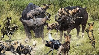 Buffalo vs Wild Dogs - Alone Buffalo Fearless Wild Dogs Because The Unity of The Buffalo Herd