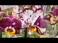 Свеженькие ))) ОРХИДЕИ в ЛЕРУА МЕРЛЕН! Стандарт и МИНИ! Орхидея фаленопсис