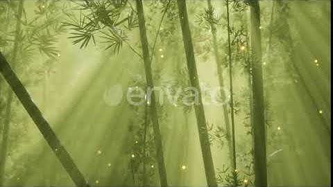 Asian Bamboo Forest with Morning Fog Weather | Motion Graphics - Envato elements