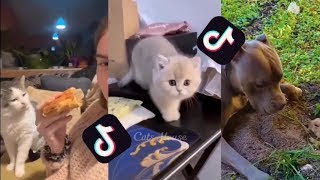 Funny Dogs And Cats Videos 2024 😅 - Best Funniest Animal Videos Of The week #10