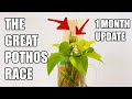 The great pothos race one month update