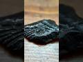 What does a paleontologist have in their collection? A gar fish scale! #fossils