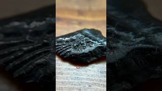 What does a paleontologist have in their collection? A gar fish scale! #fossils