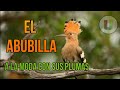 El Abubilla (Upupa epops) Un ave muy olorosa