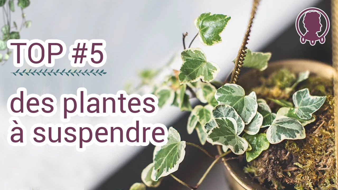 🪴 Comment arroser les plantes en suspension ? 🌿 Astuces plantes