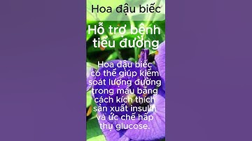 Hoa đậu biếc hỗ trợ bệnh tiểu đường