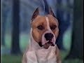 American Staffordshire Terrier - AKC Dog bred series