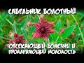 Сабельник болотный / Отсекающий болезни и продлевающий молодость