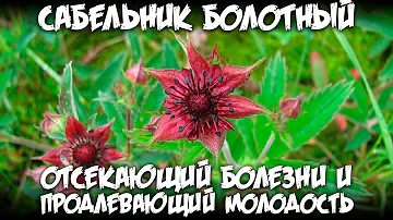 Сабельник болотный / Отсекающий болезни и продлевающий молодость