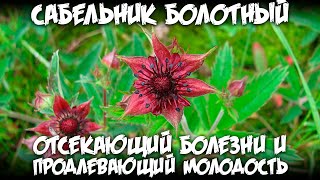 Сабельник болотный / Отсекающий болезни и продлевающий молодость