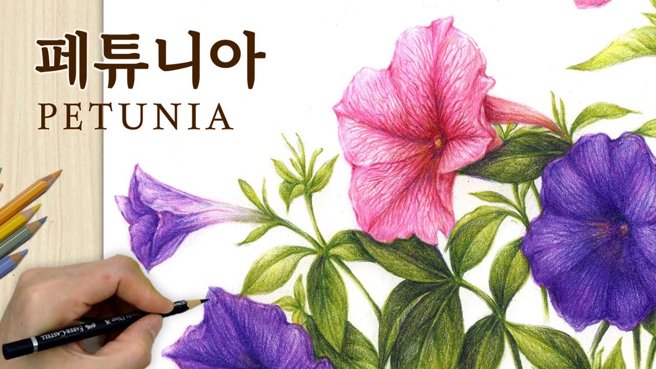 Petunia Flower Drawing 77