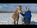 Вычесала новеньких,удивили они меня.Погода весь день удивляла!У Лайта всё не по плану.