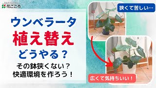 簡単 ウンベラータの植え替え 観葉植物 Youtube