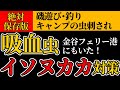 【釣り/キャンプ】海の吸血虫 イソヌカカ 絶対刺されない対策　金谷フェリー港でも刺された！千葉県千葉市