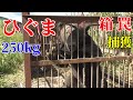 ひぐまを箱罠で捕獲しました ! 体重250kgでした。