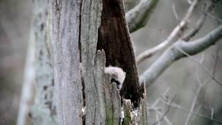 Young Great Horned Owl Squeaks for mom