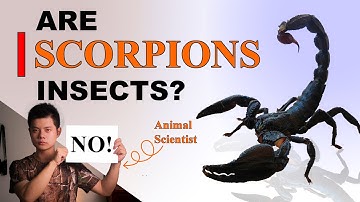 Why Scorpions Are NOT Insects and Here Is How to Differentiate Them. Scorpions are Arachnids.