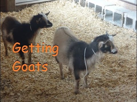 Preparing for and Getting our First Goats - YouTube