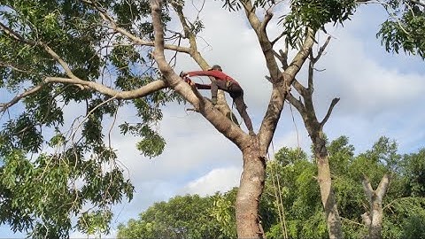 cưa cây xà cừ làm kiểng phong thủy làm cảnh tập4 #thocua