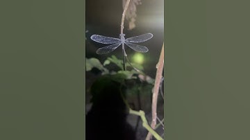 Dragonfly ghost #suhuong