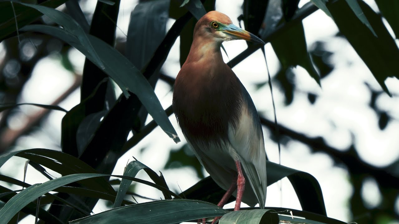 Burung Kuntul Coklat Bubulcus Ibis 
