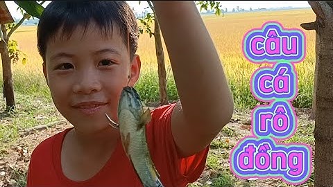 Câu cá rô đồng mùa lúa chính