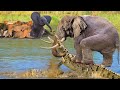Breathtaking Battle! Mother Elephant Fights Consecutively With Crocodiles And Lions To Protect Calf