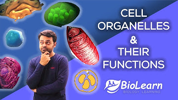 CELL ORGANELLES AND THEIR FUNCTIONS | Cell Organelles 2023 Video | Class 9 Biology ICSE | BioLearn